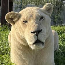 white lion limpopo zoo