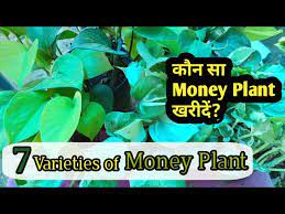 Maybe you would like to learn more about one of these? Varieties Of Money Plant With Care Pricing Grow Money Plant In Water Soil In Hindi Youtube