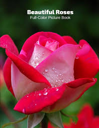 If you collect several different flowers, you get a bouquet. Beautiful Roses Full Color Picture Book Rose Flower Picture Book For Children Seniors And Alzheimer S Patients Flowers Nature Gardening Book Press Fabulous 9781709211706 Amazon Com Books