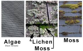 eco friendly roof cleaning solutions