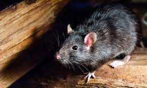 How To Get Rid Of Rats In Walls And Ceiling