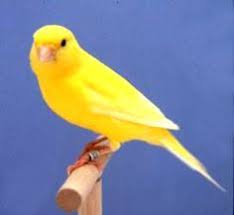 Image result for bright as a canary bird