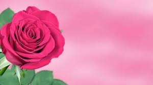 pink rose background stock photos