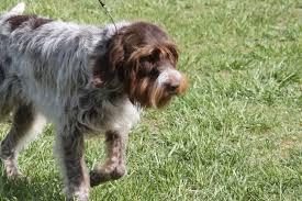 Wirehaired Pointing Griffon Breed Information Wirehaired