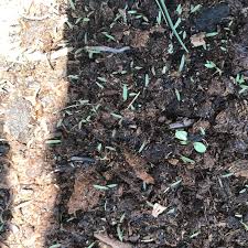 straw vs peat moss when seeding an