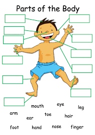 Free 5 senses worksheet for kids. Body Parts Online Exercise For Grade 2