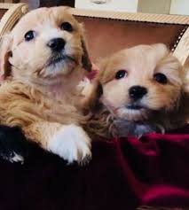 The maltese poodle mix your pup will not shed fur and dander as much as other dog breeds, and could be a good choice if. Maltipoo Puppies For Sale Colorado Springs Co Puppies Maltipoo Puppy Maltipoo Puppies For Sale