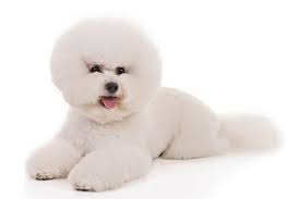 Recognized by its circular tail and long head, the pumi's coat is a combination of wavy and curly hair and forms corkscrews all over the breed's body. Bichon Frise Dog Breed Information