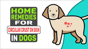 circular crusty patches on dog s skin