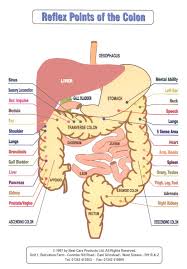Colon_reflex_points Holistic Center Of Health And Happiness