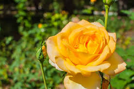 Best Roses To Grow Top Rose Gardens