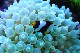 海水魚海水魚活體珊瑚螢光綠紫紅頭雙色奶嘴海葵-Taobao