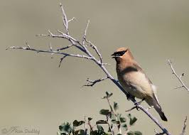 A Cedar Waxwing In Flight And The