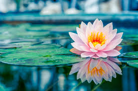 flower 4k water lily petal