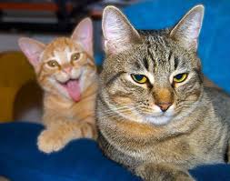 Image result for funny cats pics