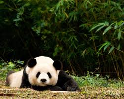 hd desktop wallpaper panda