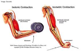 adaptations from isometric contractions