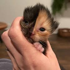Cat cute kitten pet animal feline portrait domestic cat mammal adorable. Meet Apricot An Orphaned Chimera Kitten That Looks Like Two Different Cats Merged Into One Bored Panda