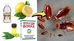 get rid of roaches permanently