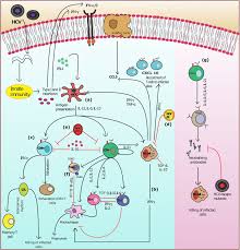 Model Of The Adaptive Immune Response System Against Hcv