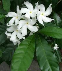 World of warcraft, warcraft and blizzard entertainment are trademarks or registered trademarks of blizzard entertainment, inc. White Jasmine These Wonderfully Aromatic Flowers Grow On A Trellis On My Front Porch Awesome White Flowering Trees Plants Botanical Flowers
