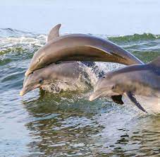 why do dolphins jump out of the water