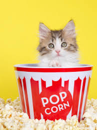can cats eat popcorn let s see what
