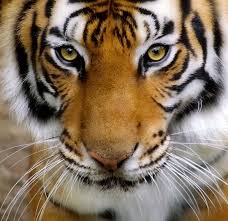 tiger face images