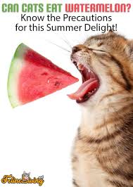 The short answer is yes, cats can indeed eat honey but, does raw honey have. Can Cats Eat Watermelon 2 Major Benefits Revealed