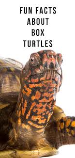 box turtle pet facts 22 amazing