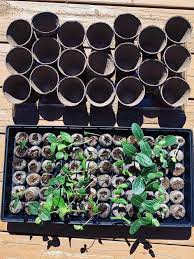 seed starting for lazy gardeners