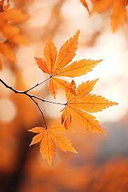 autumn wallpaper leaves background