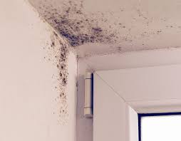 How To Prevent Mould On Windows Mould