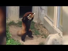 Sad panda is listening to radiohead. Red Panda Scared By Big Piece Of Rock Red Panda Goes Crazy Crazy Crazy Crazy Youtube