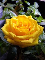free stock photo of yellow rose