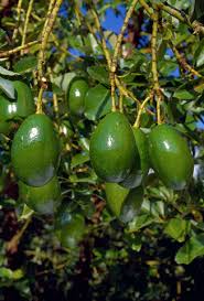 Resultado de imagem para abacateiro arvore