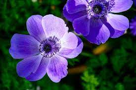 purple flower meaning and symbolism in