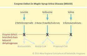 maple syrup urine disease msud new