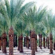 Date Palm Plant In India At