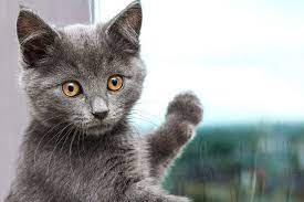 chartreux cat breed information