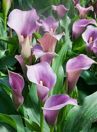 zantedeschia lavender gem calla lily