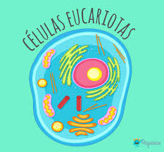 La célula eucariota es el bloque de construcción de la vida en protozoarios, hongos, plantas y animales. Celulas Eucariotas Y Procariotas Que Son Pequeocio