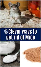 Luckily, there are ways to prevent them from making your home their home. 6 Clever Ways To Get Rid Of Mice That Actually Work Kitchen Fun With My 3 Sons