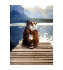 two dogs on dock w rainbow anniversary