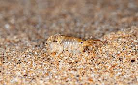 how to get rid of sand fleas know in