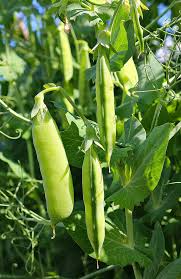 peas tips for growing garden peas