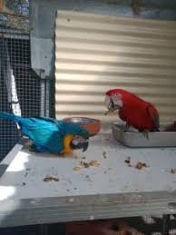 macaw birds gumtree australia free