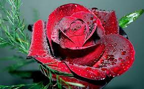 hd wallpaper dewy rose for luiza