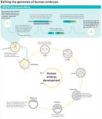 gene important for human embryo development