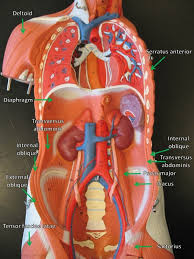The torso also harbours many of the main groups of muscles in the body. Muscle Person 3b Pierce College Anatomy